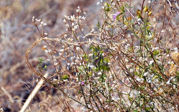 Dicliptera resupinata, Arizona Foldwing, Southwest Desert Flora
